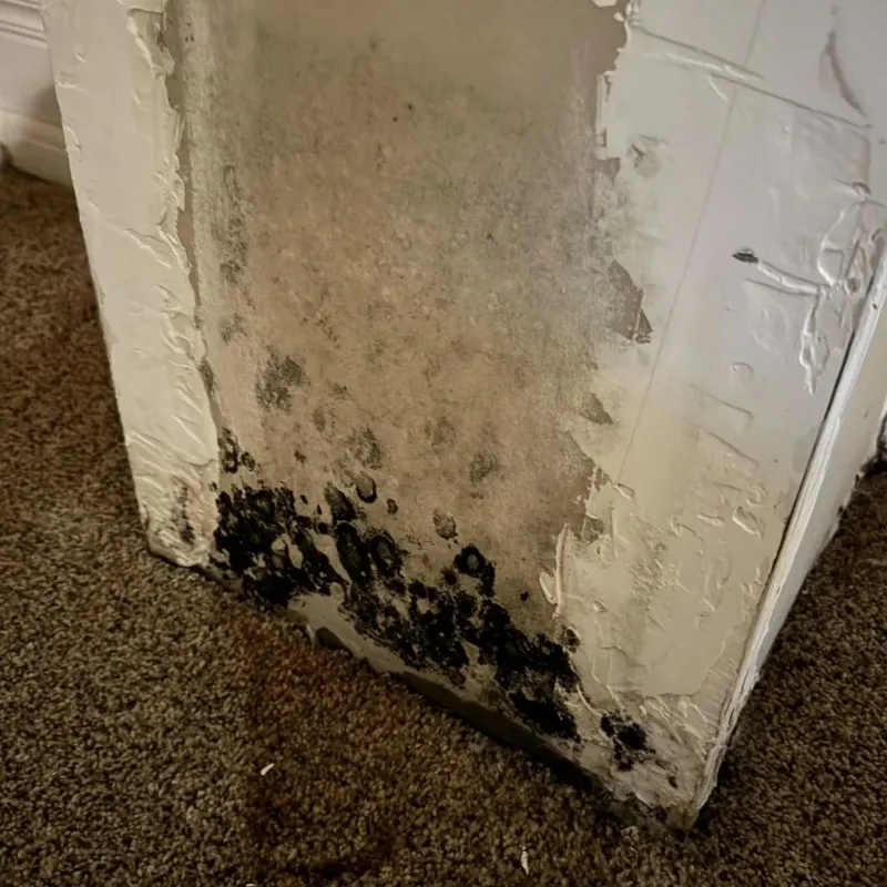 Professional Mold Removal in Grafton, WV